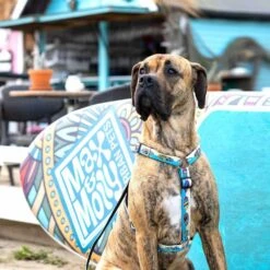 Max & Molly Hondentuig Aloha -Huisdierbenodigdheden image 16