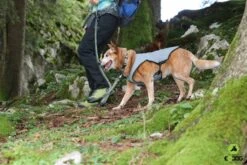 EQDOG Koelvest Cool Dog Blauw -Huisdierbenodigdheden image 1632