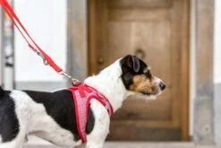 Curli Hondentuig Merino Rood -Huisdierbenodigdheden image 1640