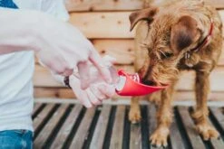 Hunter Drinkfles Hond List Rood -Huisdierbenodigdheden image 1653