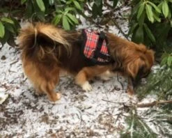 Doxtasy Hondentuig Survival Harness Tartan Red -Huisdierbenodigdheden image 167