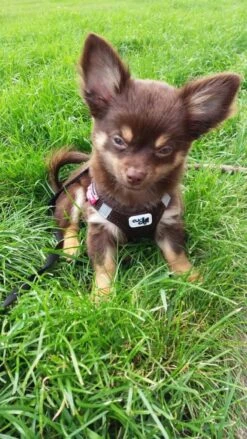 Curli Hondentuig Air-Mesh Harness Brown -Huisdierbenodigdheden image 1687