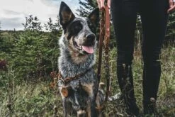 Hunter Training Halsband Hond Solid Education Bruin -Huisdierbenodigdheden image 1753