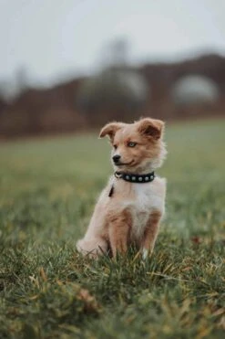 Featured Products -Huisdierbenodigdheden image 1760