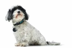 Hunter Hondenhalsband Modica -Huisdierbenodigdheden image 1761