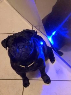 Orbiloc Dog Dual Light Blauw -Huisdierbenodigdheden image 1803