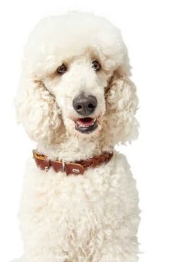 Hunter Hondenhalsband Solid Education Cognac