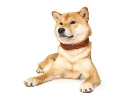 Hunter Hondenhalsband Solid Education Cognac -Huisdierbenodigdheden image 1837