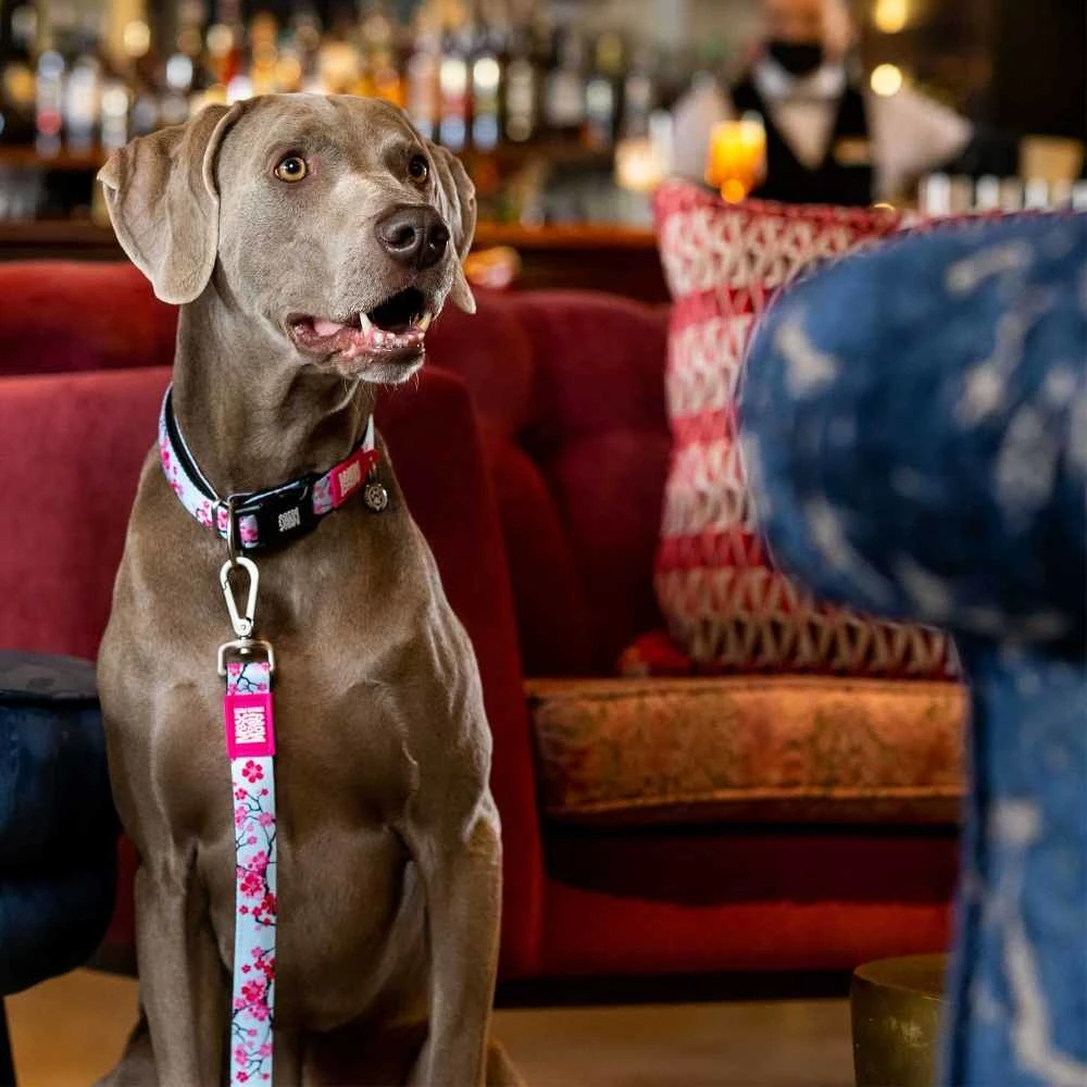 Max & Molly Hondenhalsband Cherry Bloom 4 Max & Molly Hondenhalsband Cherry Bloom - Afbeelding 2