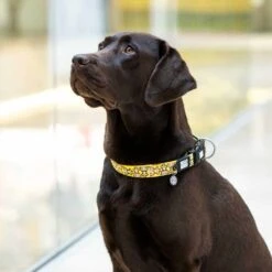 Featured Products -Huisdierbenodigdheden image 1847