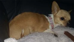 Doxtasy Hondenhalsband Met Naam Medium Pink -Huisdierbenodigdheden image 1853