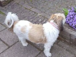 Doxtasy Hondenhalsband Met Naam Medium Pink -Huisdierbenodigdheden image 1857