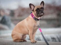 DOG Copenhagen Hondenhalsband Urban Explorer Wild Rose (V2) -Huisdierbenodigdheden image 1874