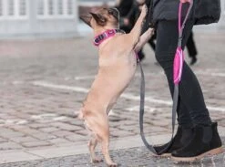 DOG Copenhagen Hondenhalsband Urban Explorer Wild Rose (V2) -Huisdierbenodigdheden image 1875