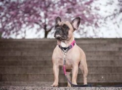 DOG Copenhagen Hondenhalsband Urban Explorer Wild Rose (V2) -Huisdierbenodigdheden image 1877