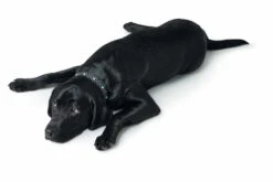 Featured Products -Huisdierbenodigdheden image 1881