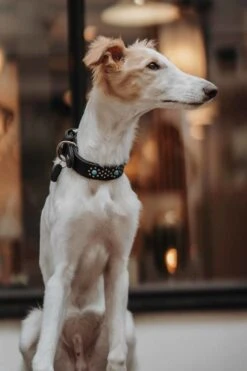 Hunter Hondenhalsband Madona 12 Hunter Hondenhalsband Madona -Huisdierbenodigdheden image 1883