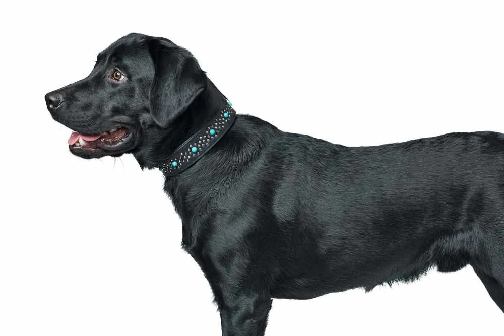 Hunter Hondenhalsband Madona 8 Hunter Hondenhalsband Madona - Afbeelding 6