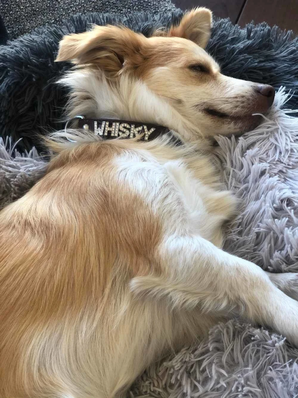 Doxtasy Hondenhalsband Met Naam Medium Brown 5 Doxtasy Hondenhalsband Met Naam Medium Brown - Afbeelding 3