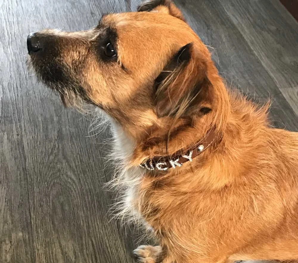 Doxtasy Hondenhalsband Met Naam Medium Brown 6 Doxtasy Hondenhalsband Met Naam Medium Brown - Afbeelding 4