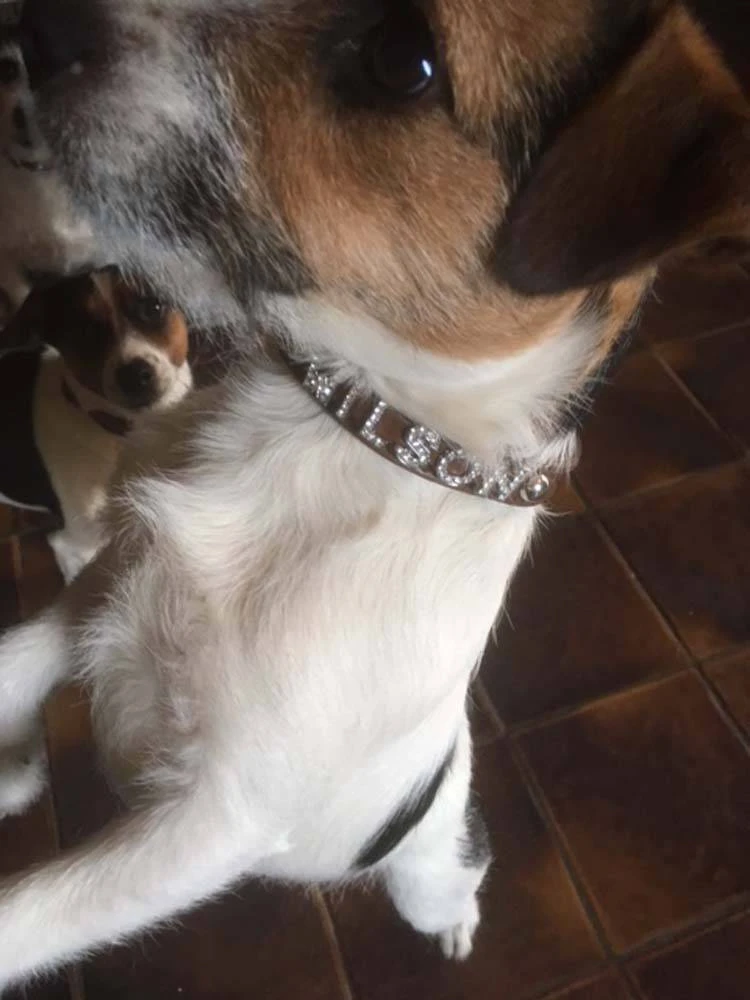 Doxtasy Hondenhalsband Met Naam Medium Brown 7 Doxtasy Hondenhalsband Met Naam Medium Brown - Afbeelding 5