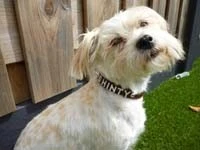 Doxtasy Hondenhalsband Met Naam Medium Brown 9 Doxtasy Hondenhalsband Met Naam Medium Brown - Afbeelding 7