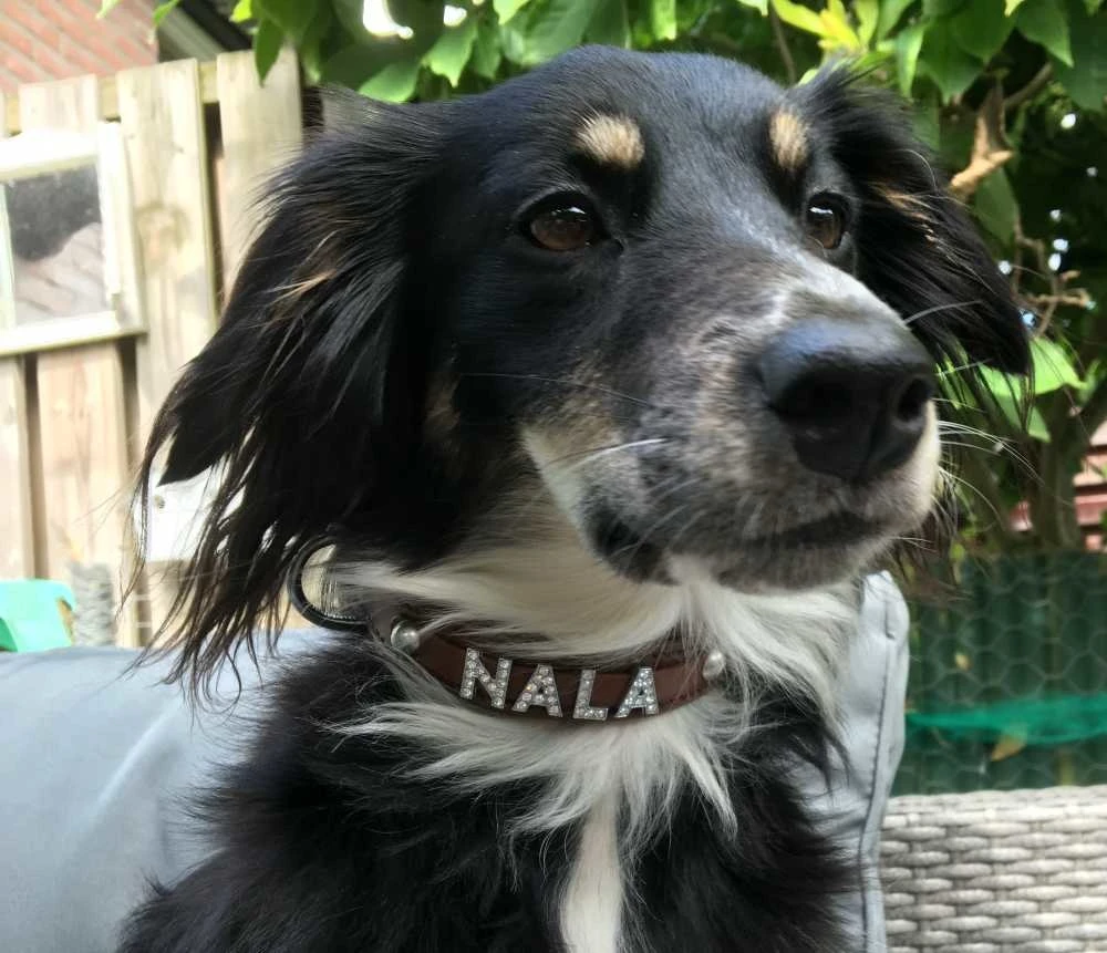 Doxtasy Hondenhalsband Met Naam Medium Brown 11 Doxtasy Hondenhalsband Met Naam Medium Brown - Afbeelding 9