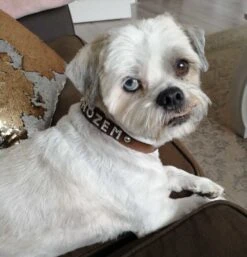 Doxtasy Hondenhalsband Met Naam Medium Brown 21 Doxtasy Hondenhalsband Met Naam Medium Brown -Huisdierbenodigdheden image 1908