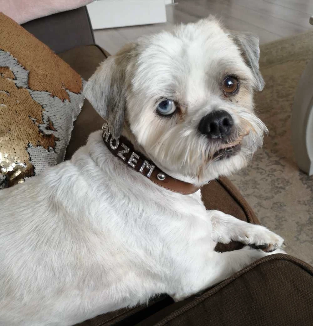 Doxtasy Hondenhalsband Met Naam Medium Brown 12 Doxtasy Hondenhalsband Met Naam Medium Brown - Afbeelding 10