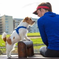 Rogz Hondentuig Fast Fit Blauw -Huisdierbenodigdheden image 191