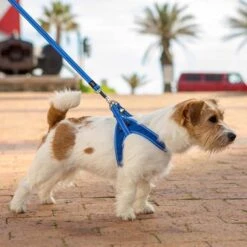Rogz Hondentuig Fast Fit Blauw -Huisdierbenodigdheden image 192