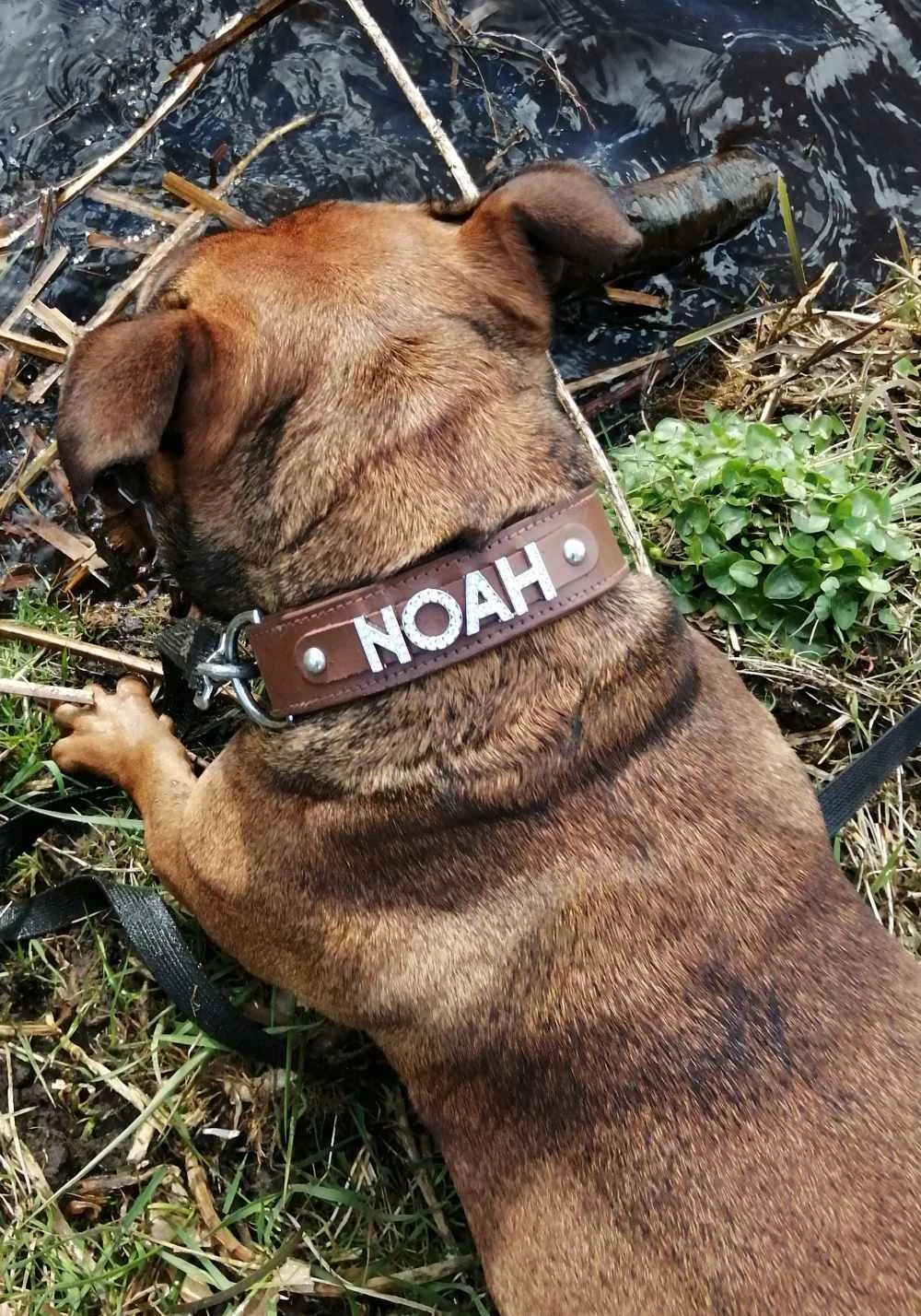 Doxtasy Hondenhalsband Met Naam Large Brown 4 Doxtasy Hondenhalsband Met Naam Large Brown - Afbeelding 2