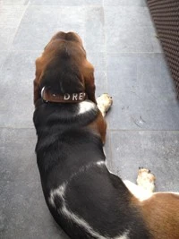 Doxtasy Hondenhalsband Met Naam Large Brown 6 Doxtasy Hondenhalsband Met Naam Large Brown - Afbeelding 4