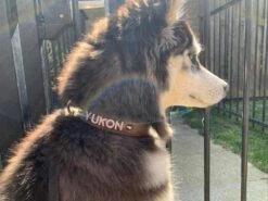 Doxtasy Hondenhalsband Met Naam Large Brown 12 Doxtasy Hondenhalsband Met Naam Large Brown -Huisdierbenodigdheden image 1927