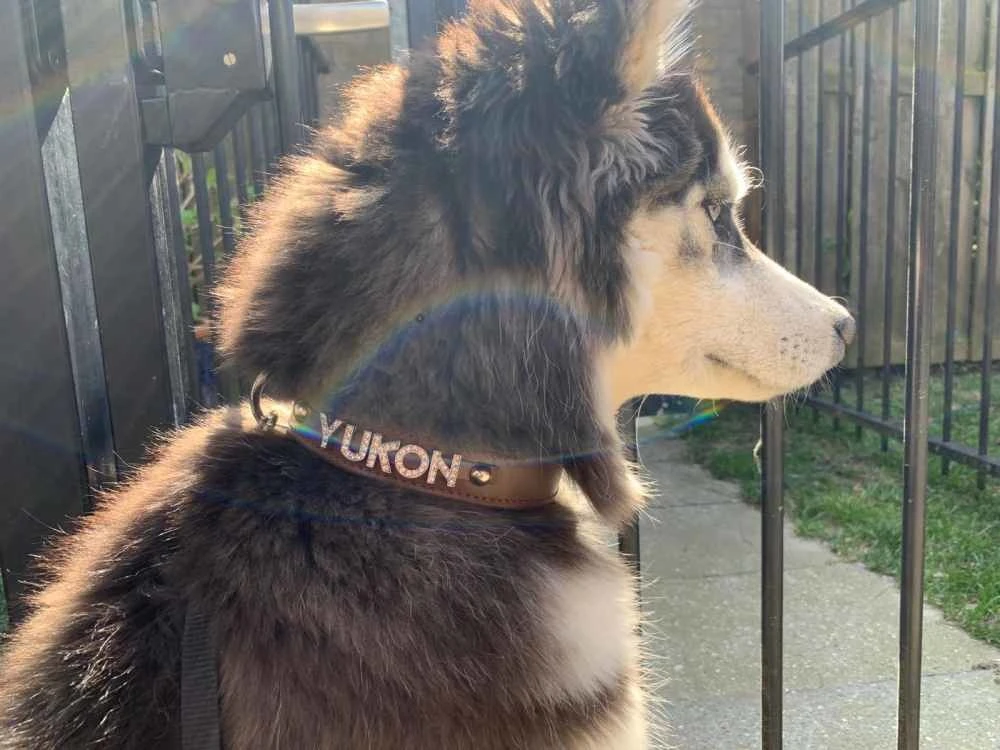 Doxtasy Hondenhalsband Met Naam Large Brown 7 Doxtasy Hondenhalsband Met Naam Large Brown - Afbeelding 5