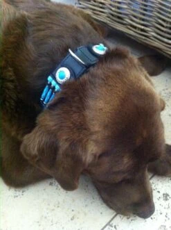 Featured Products -Huisdierbenodigdheden image 1930