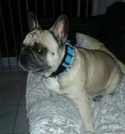 Doxtasy Hondenhalsband Blue River 35mm -Huisdierbenodigdheden image 1933