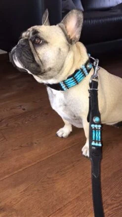 Doxtasy Hondenhalsband Blue River 35mm -Huisdierbenodigdheden image 1934