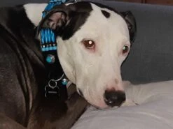 Doxtasy Hondenhalsband Blue River 35mm -Huisdierbenodigdheden image 1935