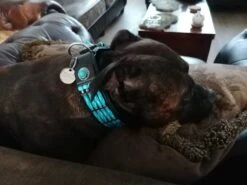 Doxtasy Hondenhalsband Blue River 35mm -Huisdierbenodigdheden image 1936