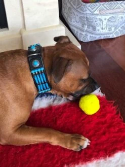 Doxtasy Hondenhalsband Blue River 35mm -Huisdierbenodigdheden image 1938