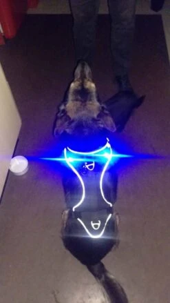 Curli Luumi Led Lampjes Zwart 6 Curli Luumi Led Lampjes Zwart -Huisdierbenodigdheden image 1946