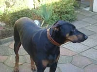 Heim Hondenhalsband Savanne Cognac 6 Heim Hondenhalsband Savanne Cognac - Afbeelding 4