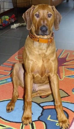 Heim Hondenhalsband Savanne Cognac 11 Heim Hondenhalsband Savanne Cognac -Huisdierbenodigdheden image 1959