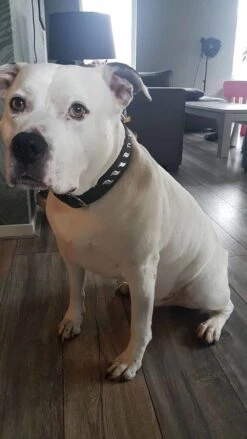 Doxtasy Hondenhalsband Silver Wave -Huisdierbenodigdheden image 1973