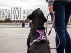 DOG Copenhagen Hondentuig Comfort Walk Pro Purple Passion -Huisdierbenodigdheden image 198