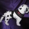 Puppia Hondentuig Soft Harness Bruin -Huisdierbenodigdheden image 199