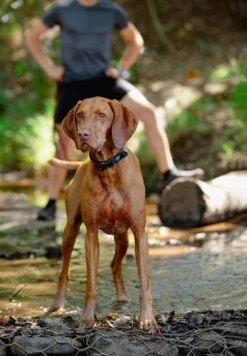 Rogz Hondenhalsband Airtech Classic Rood -Huisdierbenodigdheden image 1990