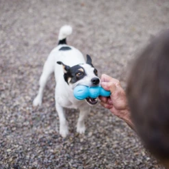 West Paw Design Hondenspeelgoed Zogoflex Rumpus Aqua -Huisdierbenodigdheden image 20