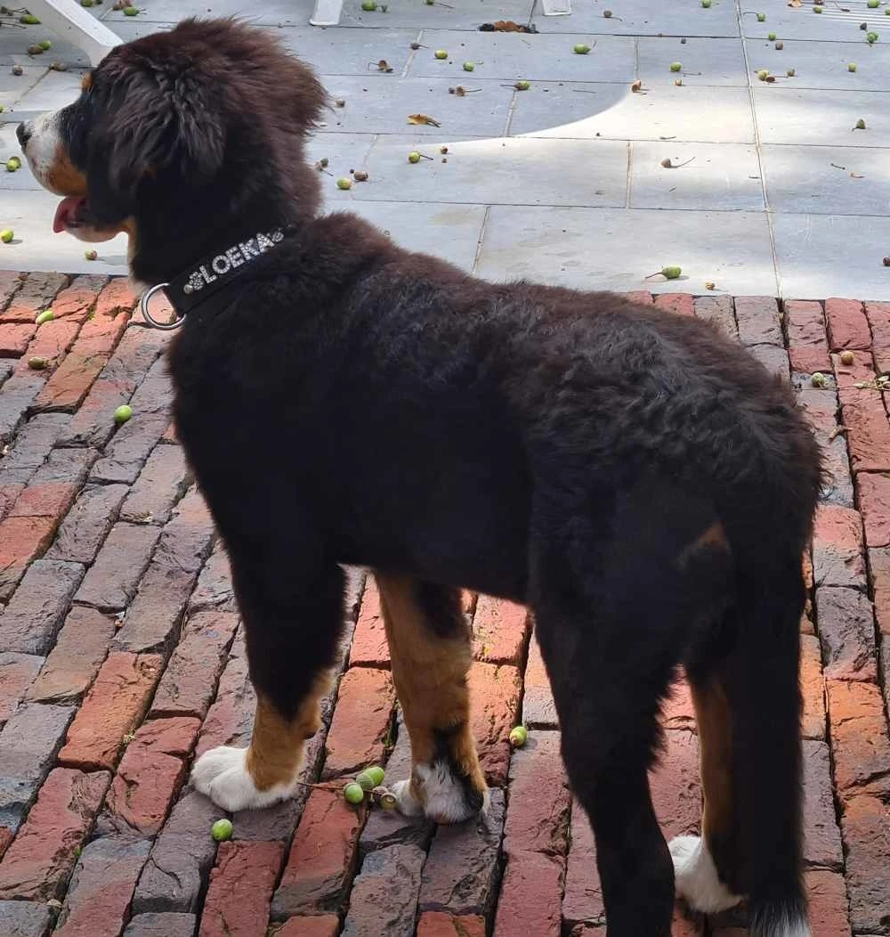 Doxtasy Hondenhalsband Met Naam Medium Black 3 Doxtasy Hondenhalsband Met Naam Medium Black